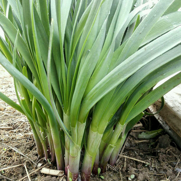 Shandong Red-Root Leek Seeds, 30g