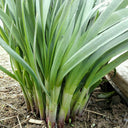 Shandong Red-Root Leek Seeds, 30g