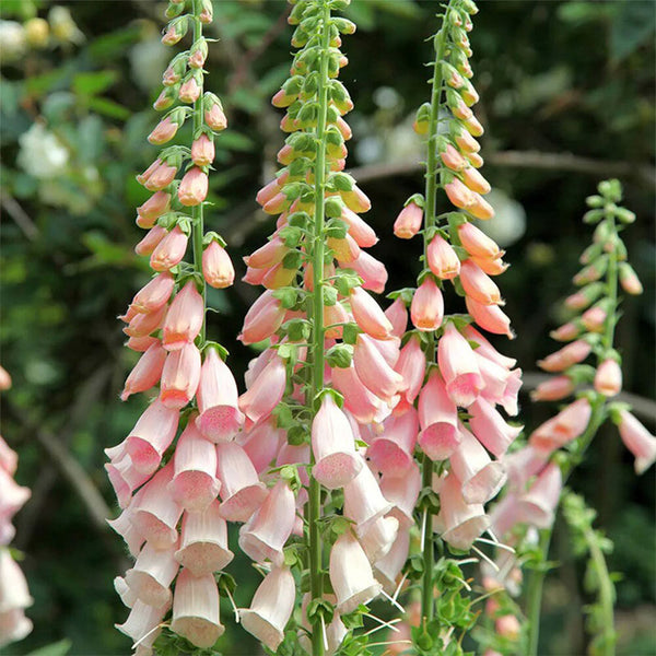 Pink Foxglove, 1000 Seeds