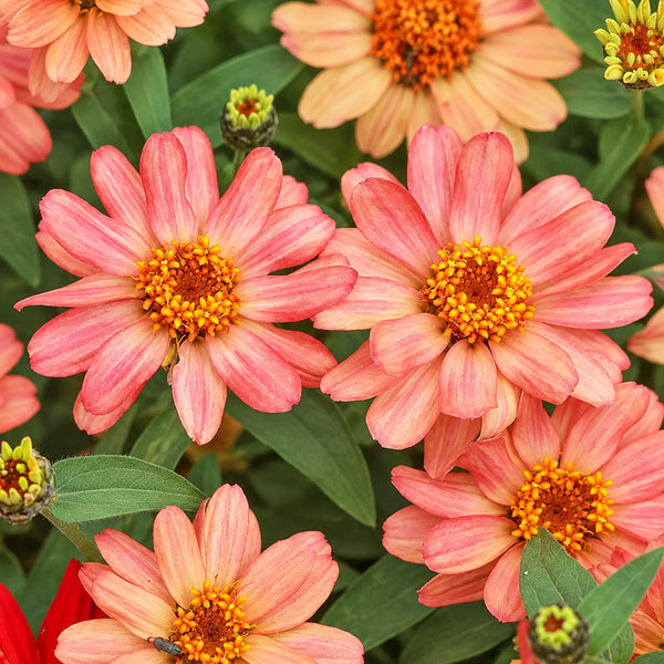 W1339 Profusion Double Deep Salmon Zinnia, 5 Seeds