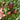 Cosmic Heart Rebel Space Warrior Tomato, 5 Seeds