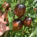 Cosmic Heart Rebel Space Warrior Tomato, 5 Seeds
