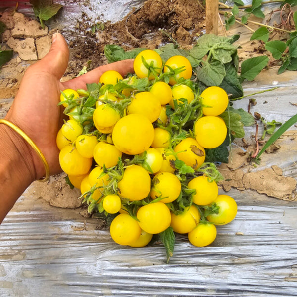 767 Micro Dwarf Birdie Jaune Tomato, 5 Seeds