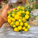 767 Micro Dwarf Birdie Jaune Tomato, 5 Seeds
