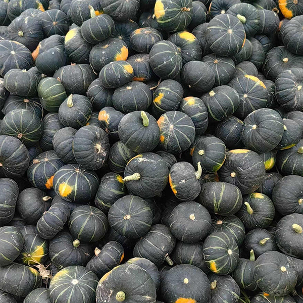 Tianbei No.6 Pumpkin, 50 Seeds