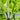 'Jiemei Golden Sweet' Bok Choy Seeds, 20g