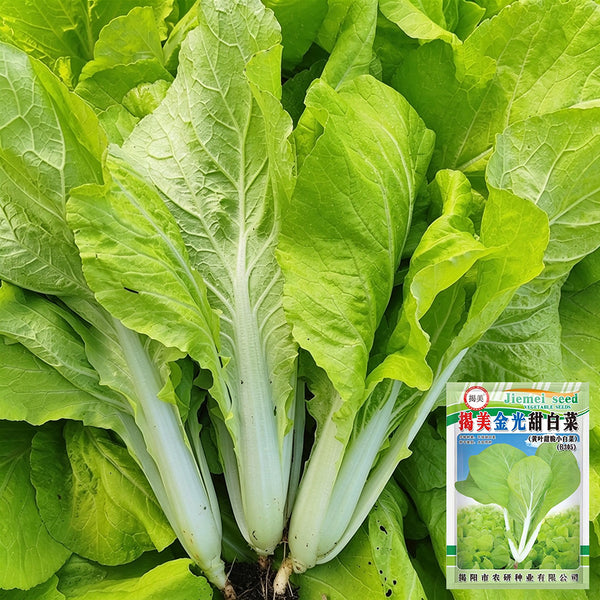 'Jiemei Golden Sweet' Bok Choy Seeds, 20g