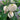 White Baby Pumpkin Seeds, 5 Seeds