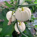 White Baby Pumpkin Seeds, 5 Seeds