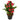 'Happy Art' Calla Lily, 18/20cm Circumference, 1 Bulb