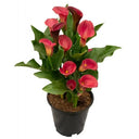 'Happy Art' Calla Lily, 18/20cm Circumference, 1 Bulb