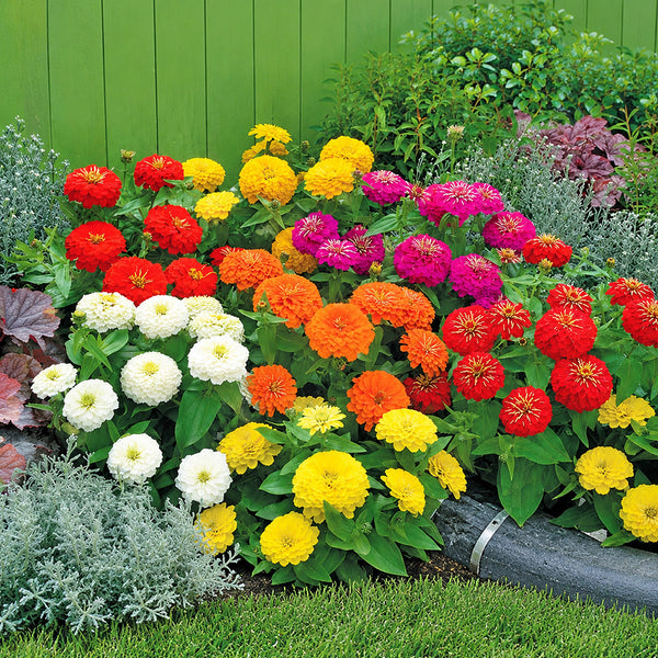 W1345 Dwarf Double Zinnia Mix, 100 Seeds