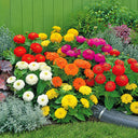 W1345 Dwarf Double Zinnia Mix, 100 Seeds