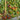 147 Dwarf Antho Pink Panther Tomato, 5 Seeds