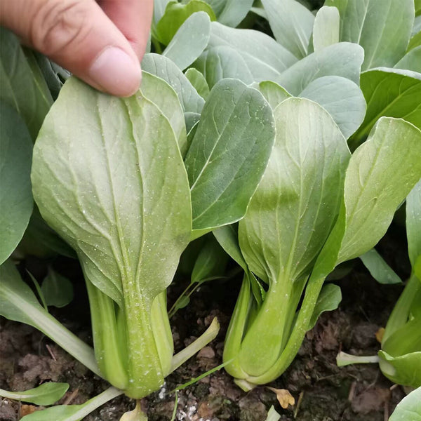Demei Shanghai Bok Choy Seeds, 10g