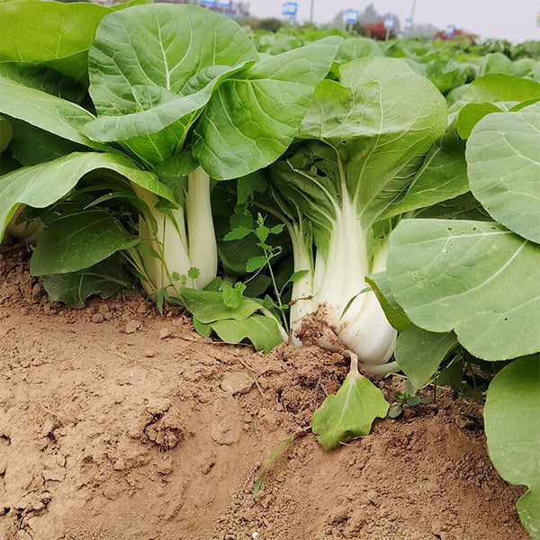 'Huanghe 437' Bok Choy Seeds, 10g