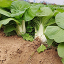 'Huanghe 437' Bok Choy Seeds, 10g