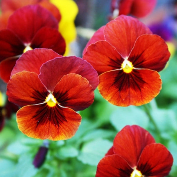Hezhichun Pansy 'Vermilion Mole', 30 Seeds