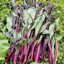 'Jiuhua' Flowering Stalk Seeds, 10g