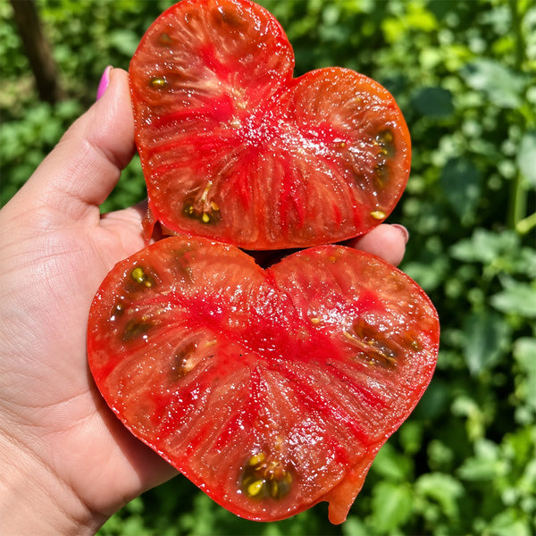 474 Dwarf Black Wizard Tomato, 5 Seeds