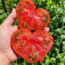 474 Dwarf Black Wizard Tomato, 5 Seeds