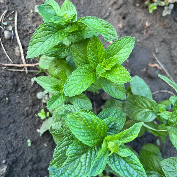 Crinkled-leaf Peppermint, 500 Seeds