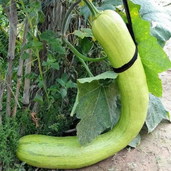 Giant Kan Gua Squash, 10 Seeds