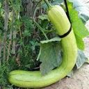Giant Kan Gua Squash, 10 Seeds