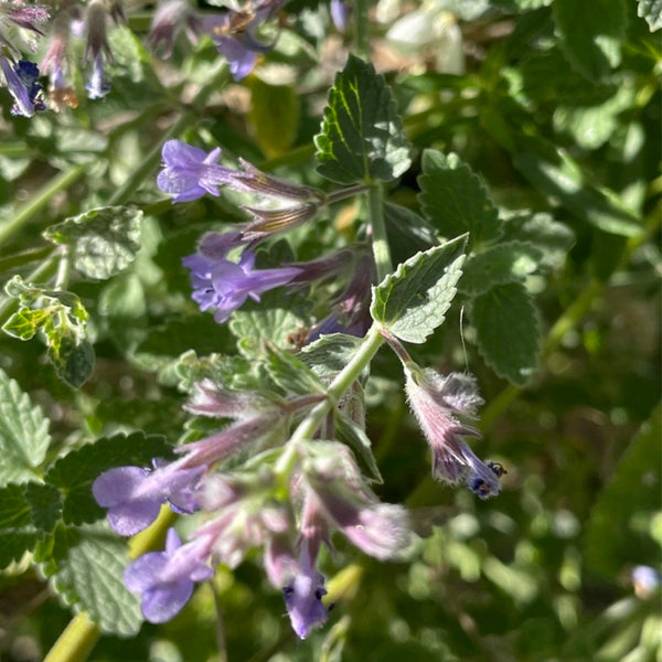 Fragrant Mint (Nepeta × faassenii) Seeds, 100 Seeds