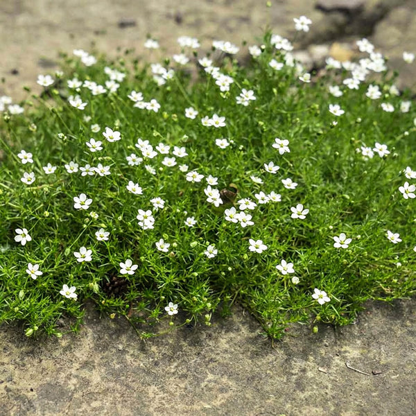 Irish Moss, 20 Seeds