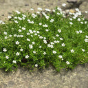 Irish Moss, 20 Seeds