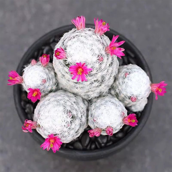 Mammillaria humboldtii, 2-3cm