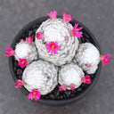 Mammillaria humboldtii, 2-3cm
