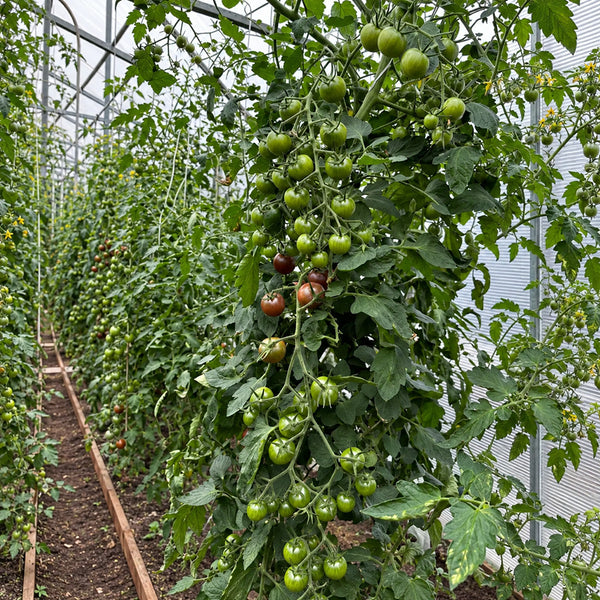 561 Morgan Love Tomato, 5 Seeds