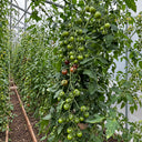 561 Morgan Love Tomato, 5 Seeds