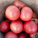 Jinpeng No.3 Tomato F1 Seeds, 5g