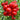409 Reisetomate Traveler Tomato, 5 Seeds