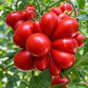 409 Reisetomate Traveler Tomato, 5 Seeds