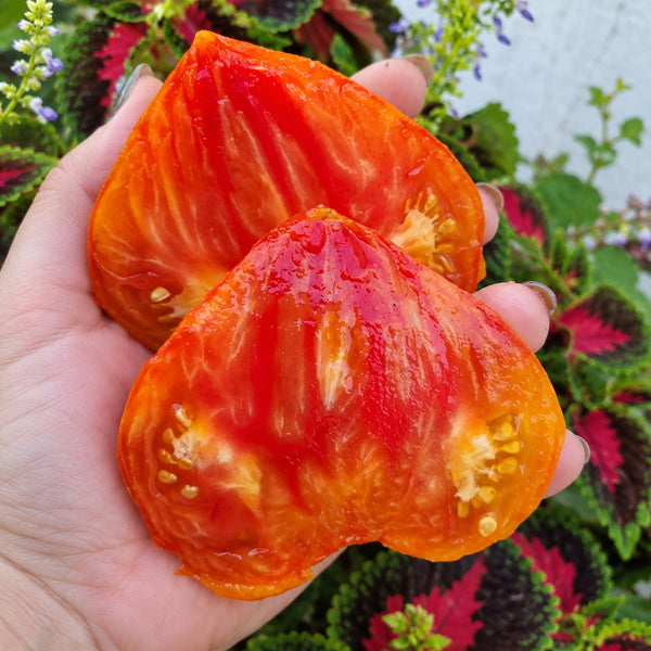543 Minea's Heart Tomato, 5 Seeds