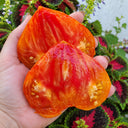 543 Minea's Heart Tomato, 5 Seeds