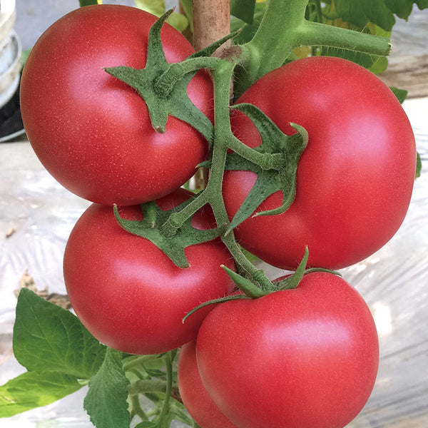 Kuwait No.4 Pink Tomato Hybrid Seeds, 20 Seeds