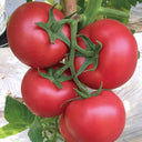 Kuwait No.4 Pink Tomato Hybrid Seeds, 20 Seeds