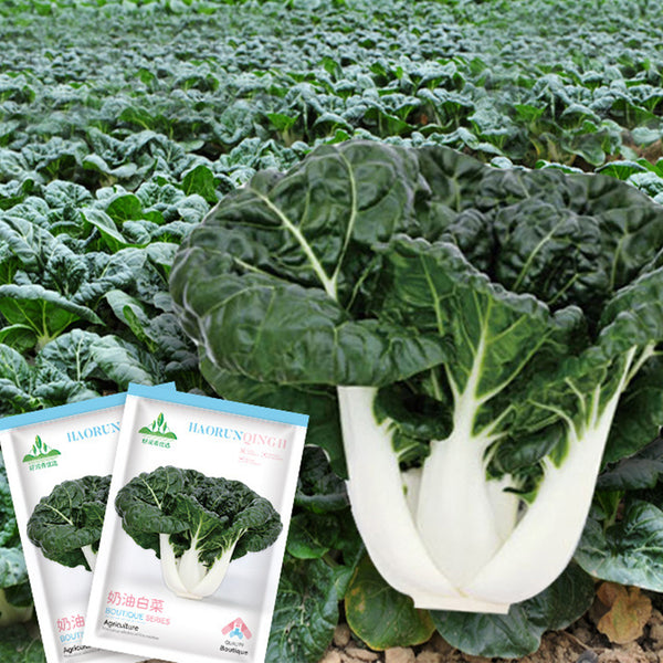 Dark-green-leafed Baby Bok Choy Seeds, 5 × 1k-seed Bags