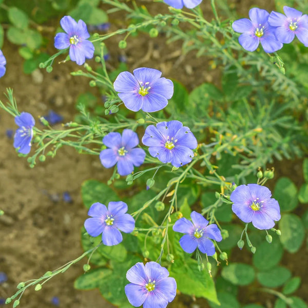 Blue Flax, 1g