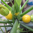 Yellow Pearl Zucchini Seeds