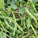 W1365 Early Bush Chinese Oil Bean, 50 Grams ≈ 70 Seeds