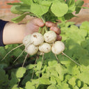 Dongsheng Baby Turnip Seeds, 10g