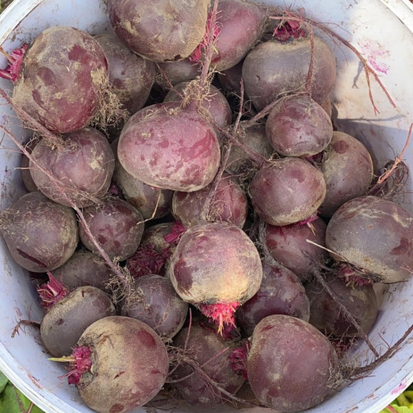 HC Purple Top Beet Seeds, 10g