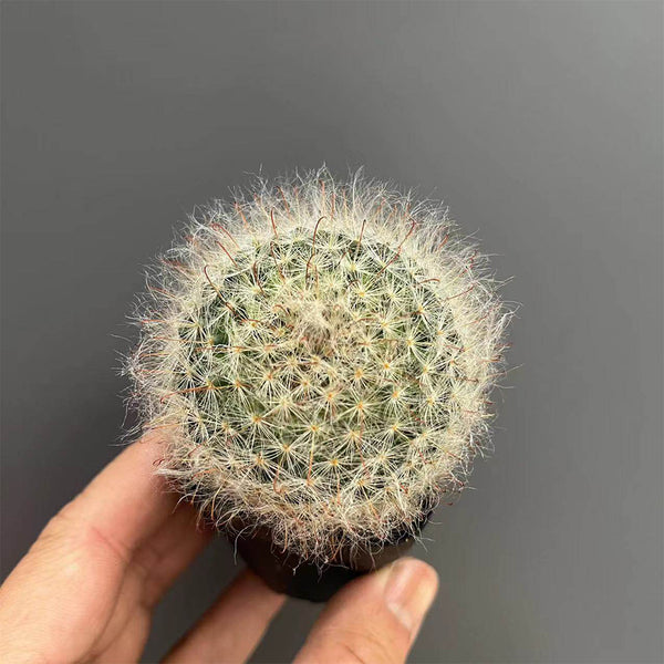 Mammillaria bocasana, 3-4cm