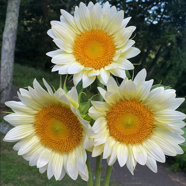 'White Moonlight' Sunflower, 10 Seeds